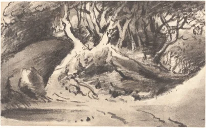 Bosrijk Landschap