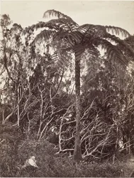 Boomvaren, 1863