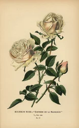 Bourbon roos, Souvenir de la Malmaison