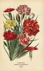 Anjer, Dianthus caryophyllus
