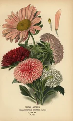 Chinese aster variëteiten, Callistephus x sinensis
