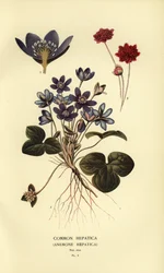 Leverbloempje, Anemone hepatica