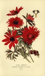 Vlamanemoon, Anemone hortensis