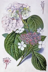 Hortensia, begin 20e eeuw (illustratie)