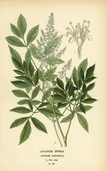 Japanse spirea, Astilbe japonica