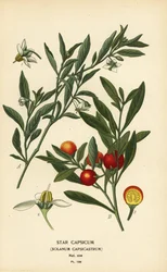 Jeruzalemkers, Solanum pseudocapsicum var. diflorum