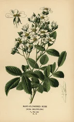 Veelbloemige roos, Rosa multiflora