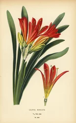 Natal lelie of boslelie, Clivia miniata