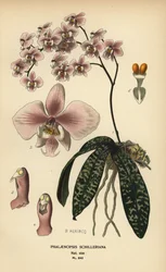 Phalaenopsis schilleriana orchidee. Chromolithografie van een illustratie door B. Herincq uit Edward Step
