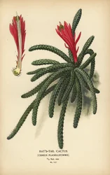 Rattail cactus, Disocactus flagelliformis
