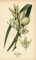 Zijdegras, Yucca filamentosa