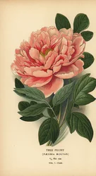 Boompioen, Paeonia moutan