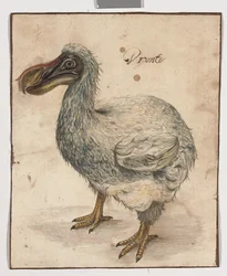 Een Dodo