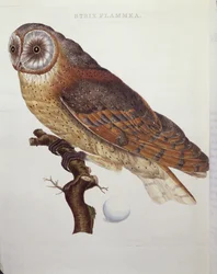 Kerkuil (Strix Flammea) 1796