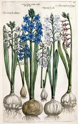 Hyacinten, 1631-1647