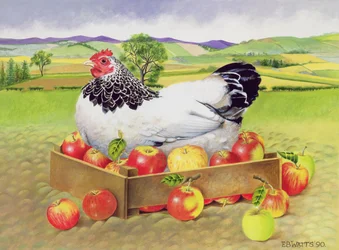 Kip in een Doos met Appels