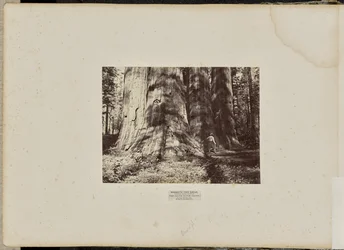 Mammoth Tree Grove, Calaveras County, Californië. De heksengroep van Salem. Gemiddeld 300 voet hoog, 65 voet in omtrek