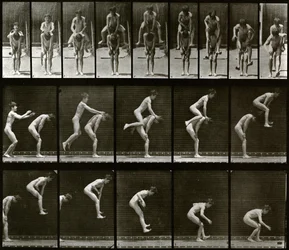 Voortbeweging van dieren