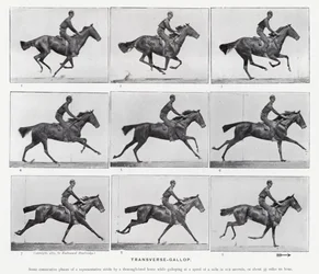 Eadweard Muybridge: De dwarsgalop (zwart-wit foto)