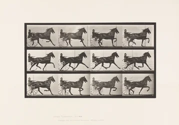 Plaat 606. Draven; Sulky; Bruin Paard, Reuben