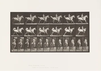 Plaat 622. Draf; Zadel; Ruiter, 43, Naakt; grijs paard Smith, 1885