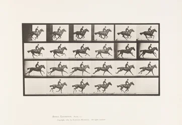 Plaat 625. Galop; Volbloed Bruin Paard Bouquet