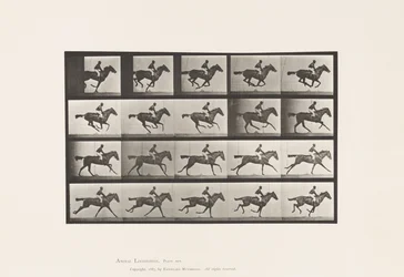 Plaat 627. Galop; Volbloed Vosmerrie Annie G.