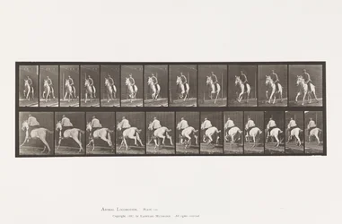 Plaat 630. Galop; Zadel; Grijze Merrie Pandora