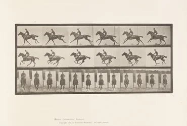 Plaat 631. Galop; Zadel; Volbloed Bruin Paard Bouquet