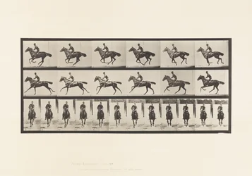 Plaat 632. Galop; Zadel; Volbloed Bruin Paard Bouquet