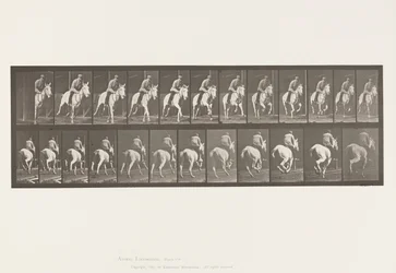 Plaat 635. Galop; Zadel; Grijze Merrie, Pandora