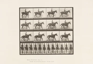 Plaat 655. Lopen; Zadel; Spat, rechter achterbeen; Paard