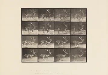 Plaat 682. Damhert; Bok; A, Draven; B, Galloperen