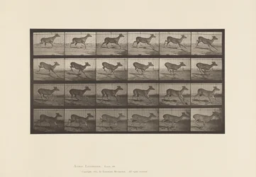 Plaat 683. Virginia hert; (Zonder gewei); Bok; Galloperen