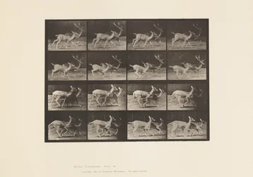 Plaat 684. Damhert; A, Bok en hinde; B, Twee hinden; Draven