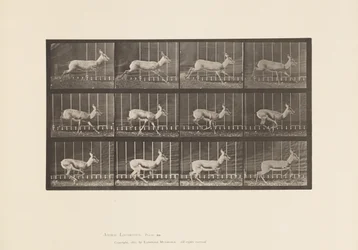 Plaat 698. Antilope; Galopperen