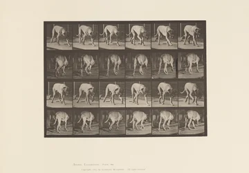 Plaat 704. Hond; Lopen; Mastiff