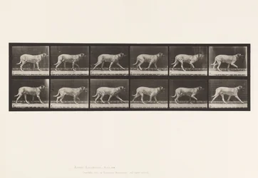 Plaat 706. Hond; Dravend; Mastiff