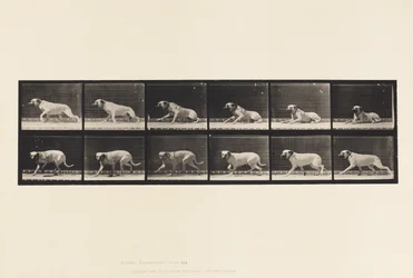 Plaat 714. Hond; Gealarmeerd door een torpedo; Mastiff-Smith