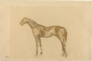 Paard