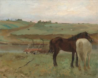 Paarden in een Weide