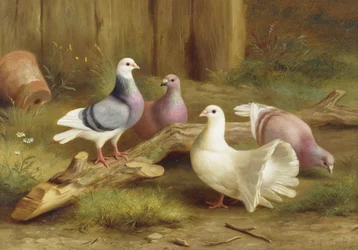 Duiven