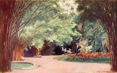 Een Bamboebos, Botanische Tuinen (kleur litho)