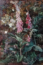 Digitalis Purpura en Rosa Rugosa