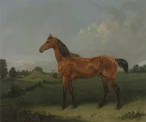 Een bruine hengst in een veld