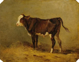 Kalfje