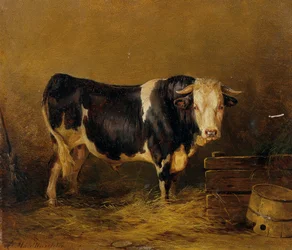 Stier in de stal