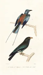 Abyssinische scharrelaar en dolksteekvogel
