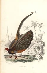 Grote argus, Argusianus argus, kwetsbaar