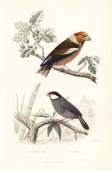 Appelvink en Javaanse mus